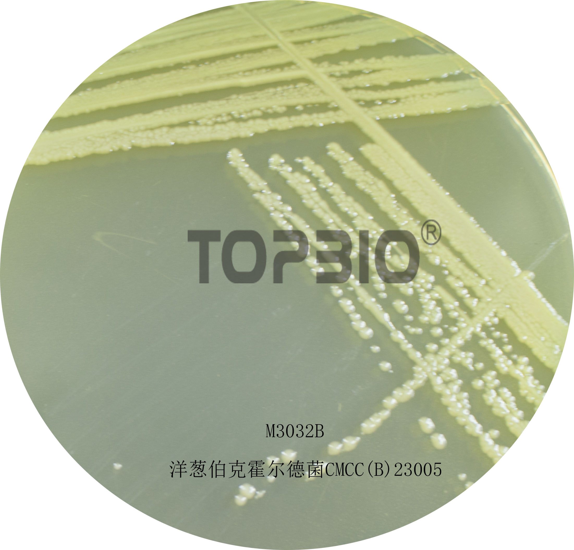���[���˻����¾�CMCC(B)23005��M3032�����B(y��ng)40-48h�ľ�������